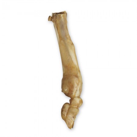 Lamb Bone